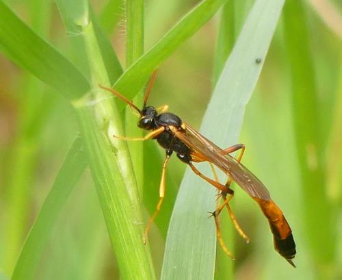 Therion circumflexum